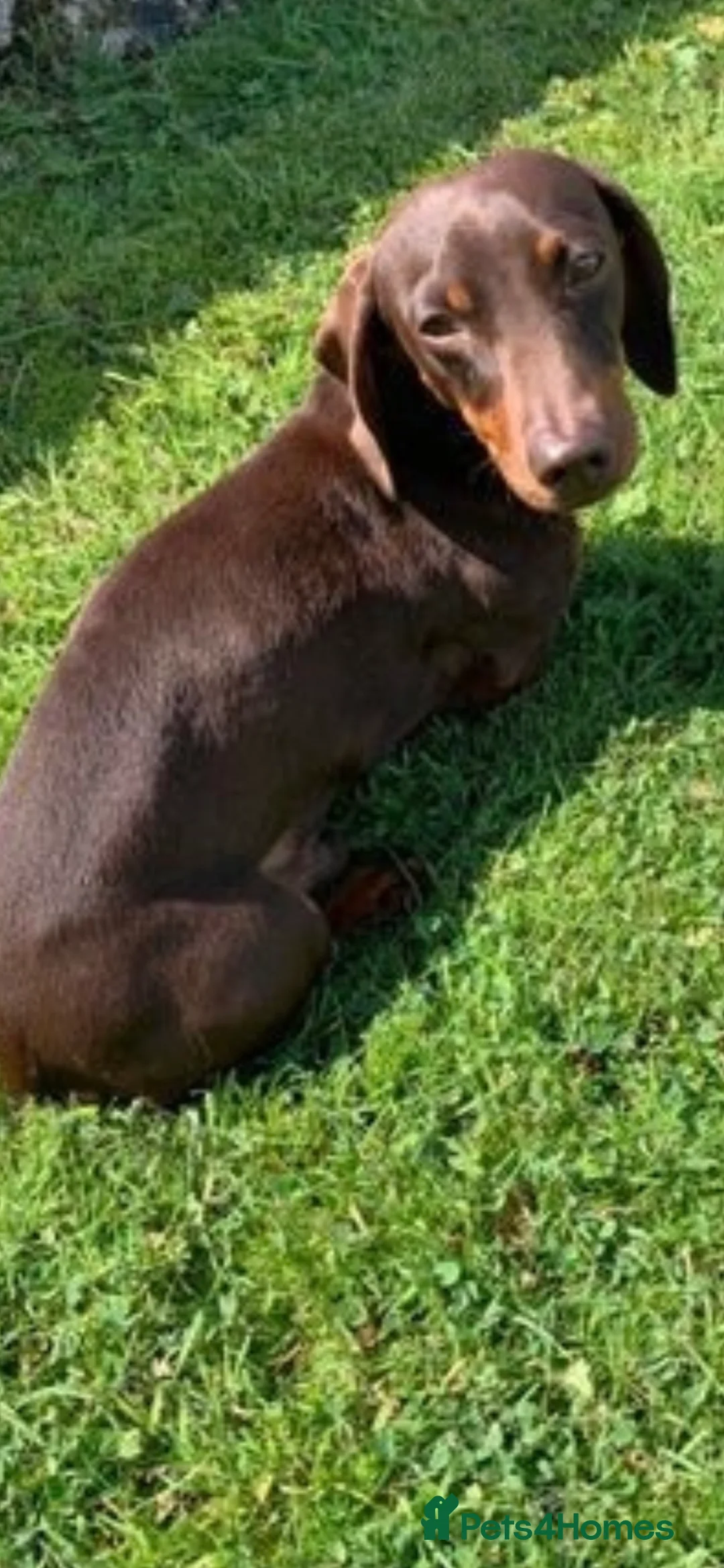 Miniature Dachshund dogs for stud: KC STUNNING MINIATURE DACHSHUND (PRA CLEAR) in Galston - Advert 2