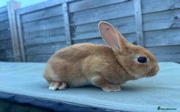 Rex rabbits for sale: 2 show quality beautiful mini Rex orange bucks - Image 6