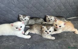 British Shorthair cats for sale: Stunning British Shorthair  - Image 1