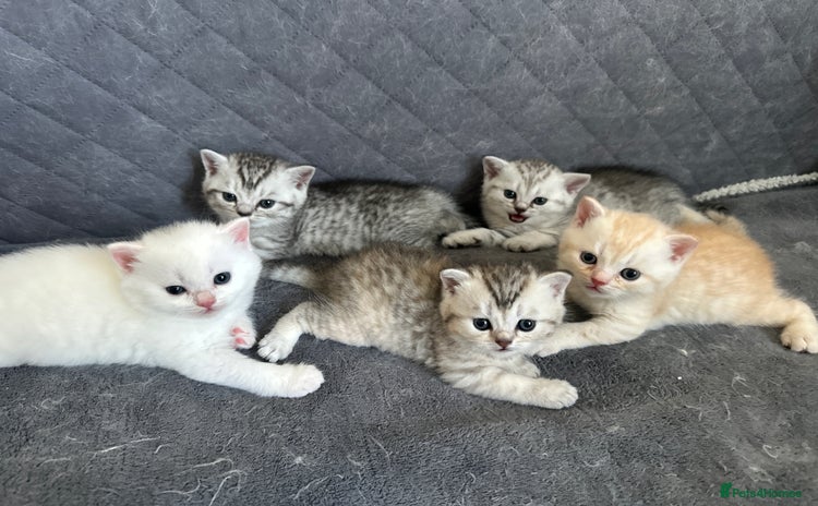 British Shorthair cats - Advert 5