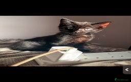 Mixed Breed cats for sale: 7 all black kittens - Image 26