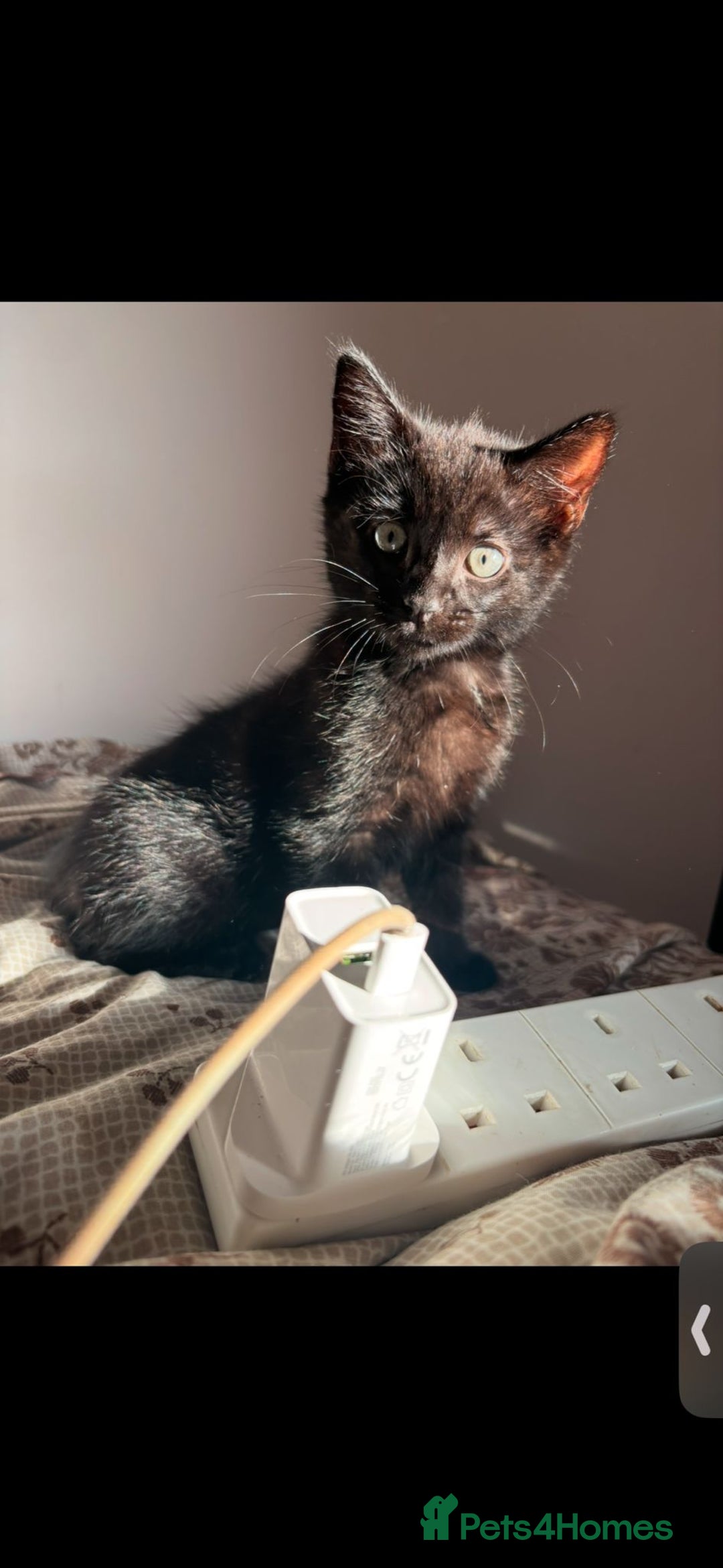 Mixed Breed cats for sale: 7 all black kittens - Image 26