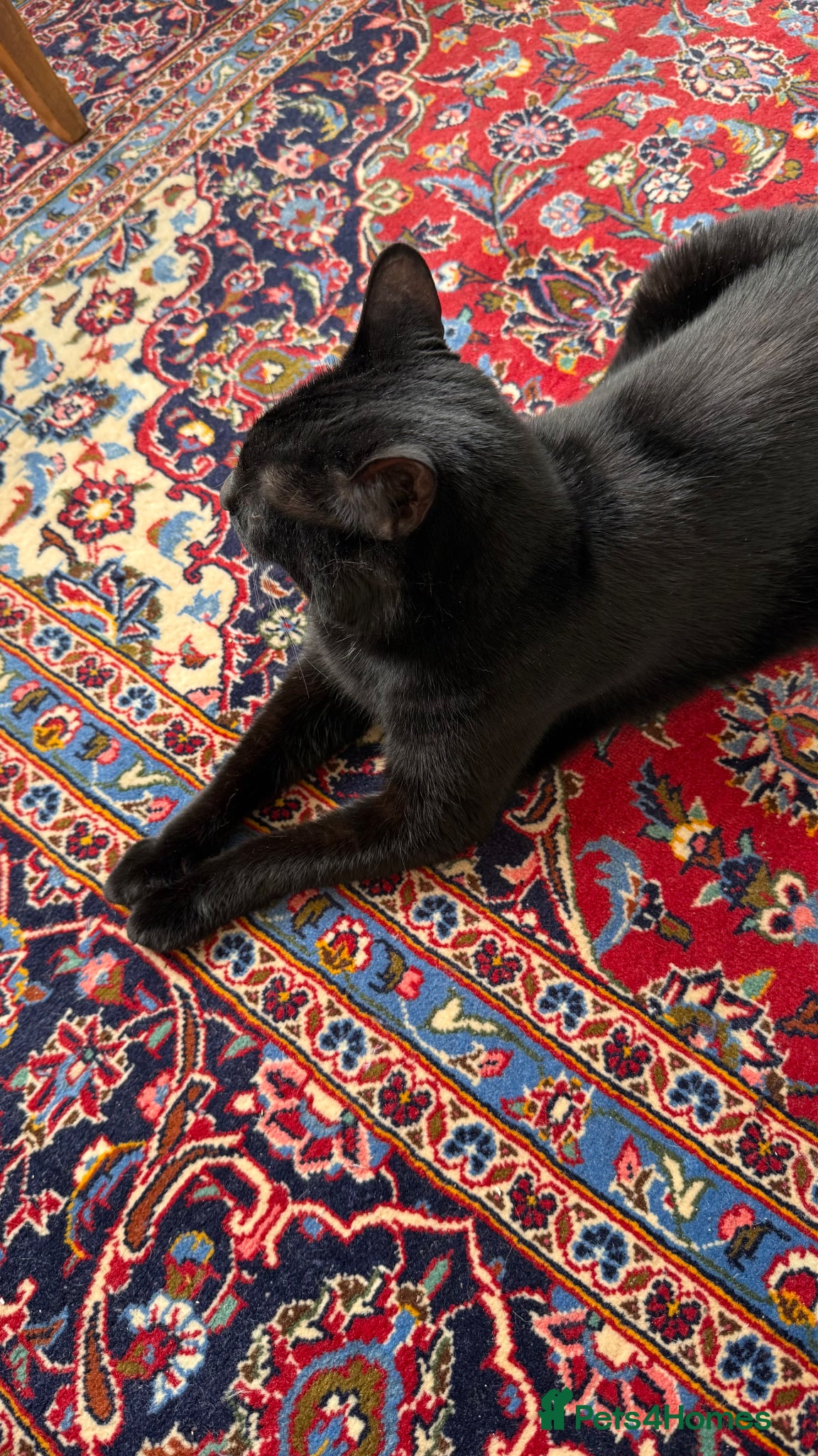 Domestic Shorthair cats for sale: FREE TO A LOVING HOME — Jackie, 8yo Female Cat 🖤 - Advert 5