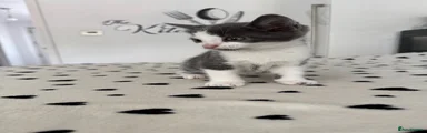 Kitten 1
