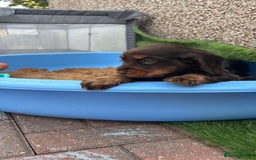 Cocker Spaniel dogs for sale: KC DNA SHOW TYPE COCKER SPANIEL!!  - Image 22