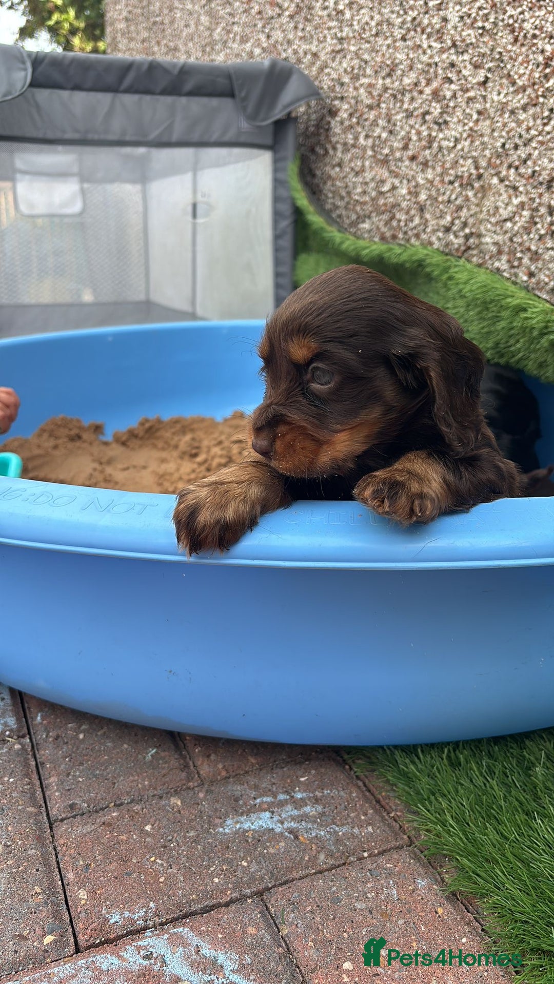 Cocker Spaniel dogs for sale: KC DNA SHOW TYPE COCKER SPANIEL!!  - Image 22