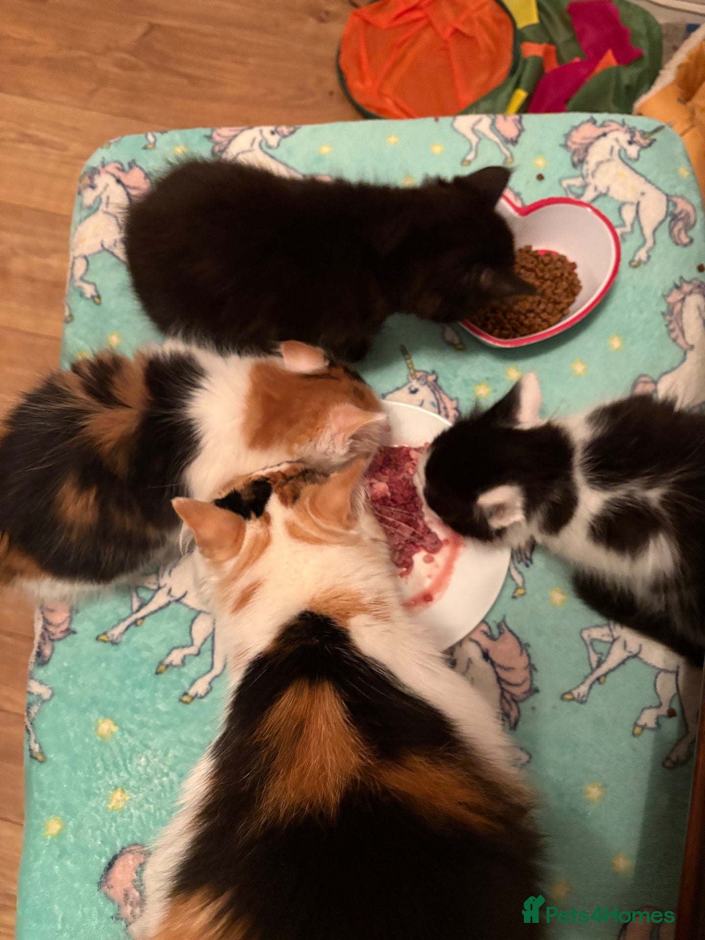 Mixed Breed cats Female long hair kittens - Advert 2