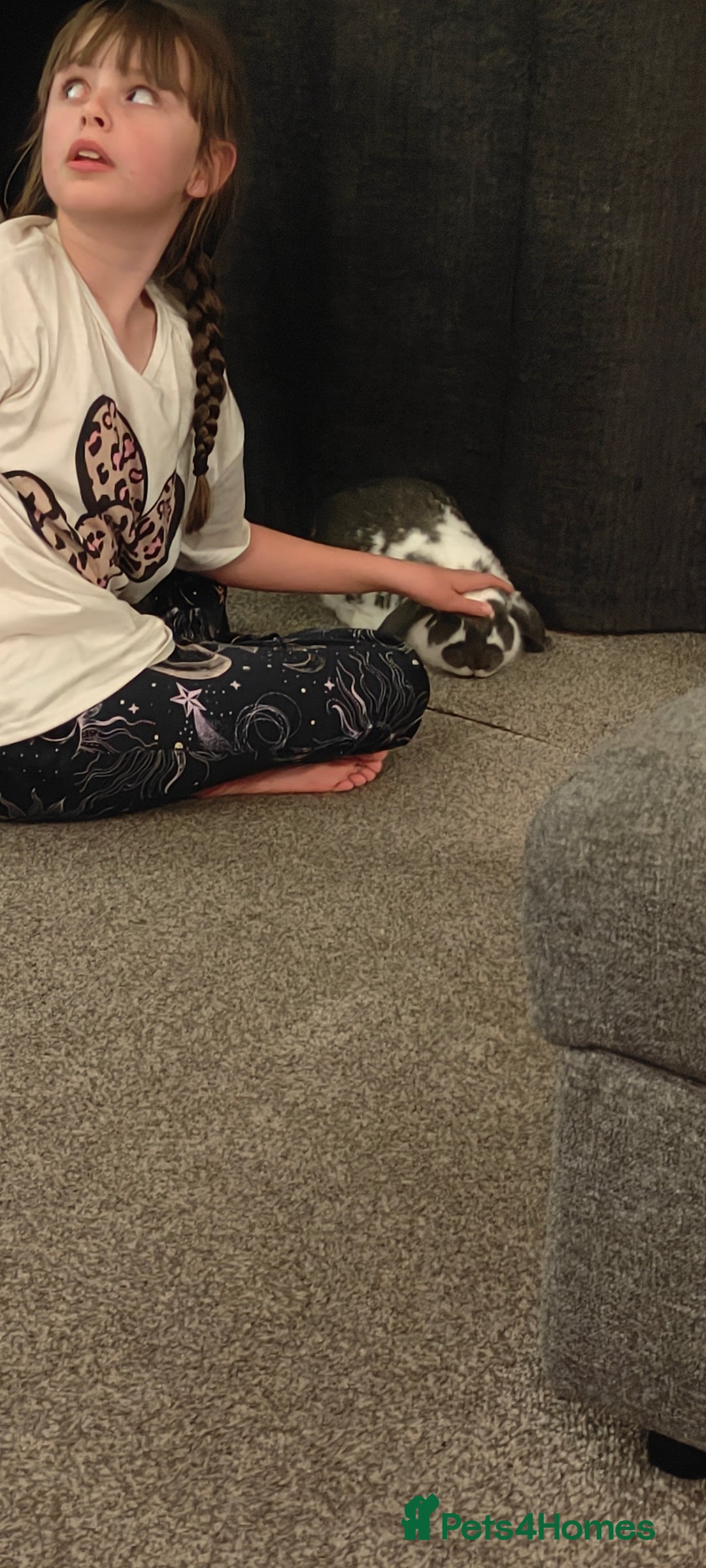 Dwarf Lop rabbits for sale: Male Dwarf lop 10 months old - Advert 7