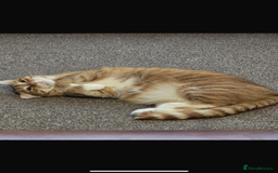 Munchkin cats for sale: Rehoming Male Cat – Quiet Home Needed  - Image 8