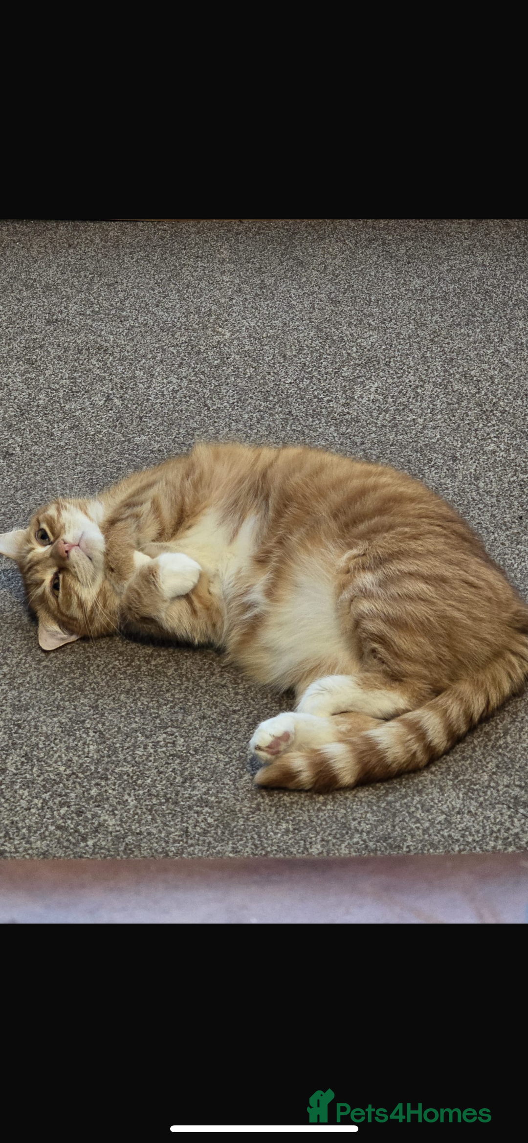 Munchkin cats for sale: Rehoming Male Cat – Quiet Home Needed  - Image 8