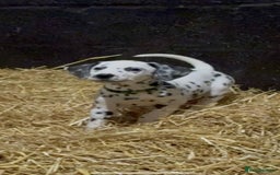 Dalmatian dogs for sale: 9 week old Dalmatian puppies available  - Advert 3