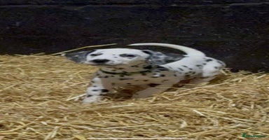 Dalmatian dogs 9 week old Dalmatian puppies available  - Advert 9