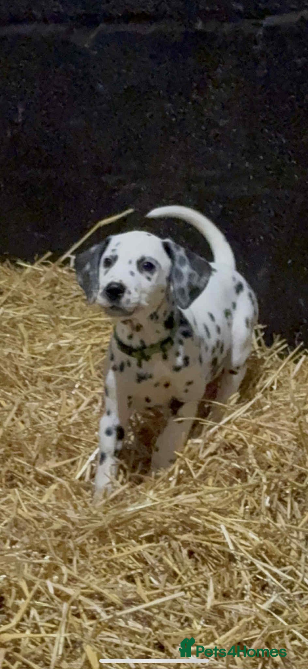 Dalmatian dogs for sale: 9 week old Dalmatian puppies available  - Advert 3