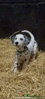 Dalmatian dogs 9 week old Dalmatian puppies available - Advert 11