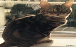 Bengal cats for sale: 🐾 Bengal Cat Alfie Looking for Forever Home 🐾 - Image 3