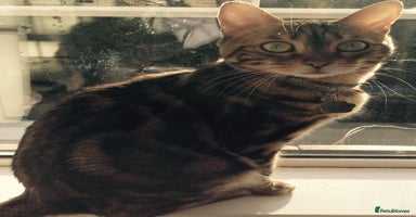 Bengal cats - Advert 11