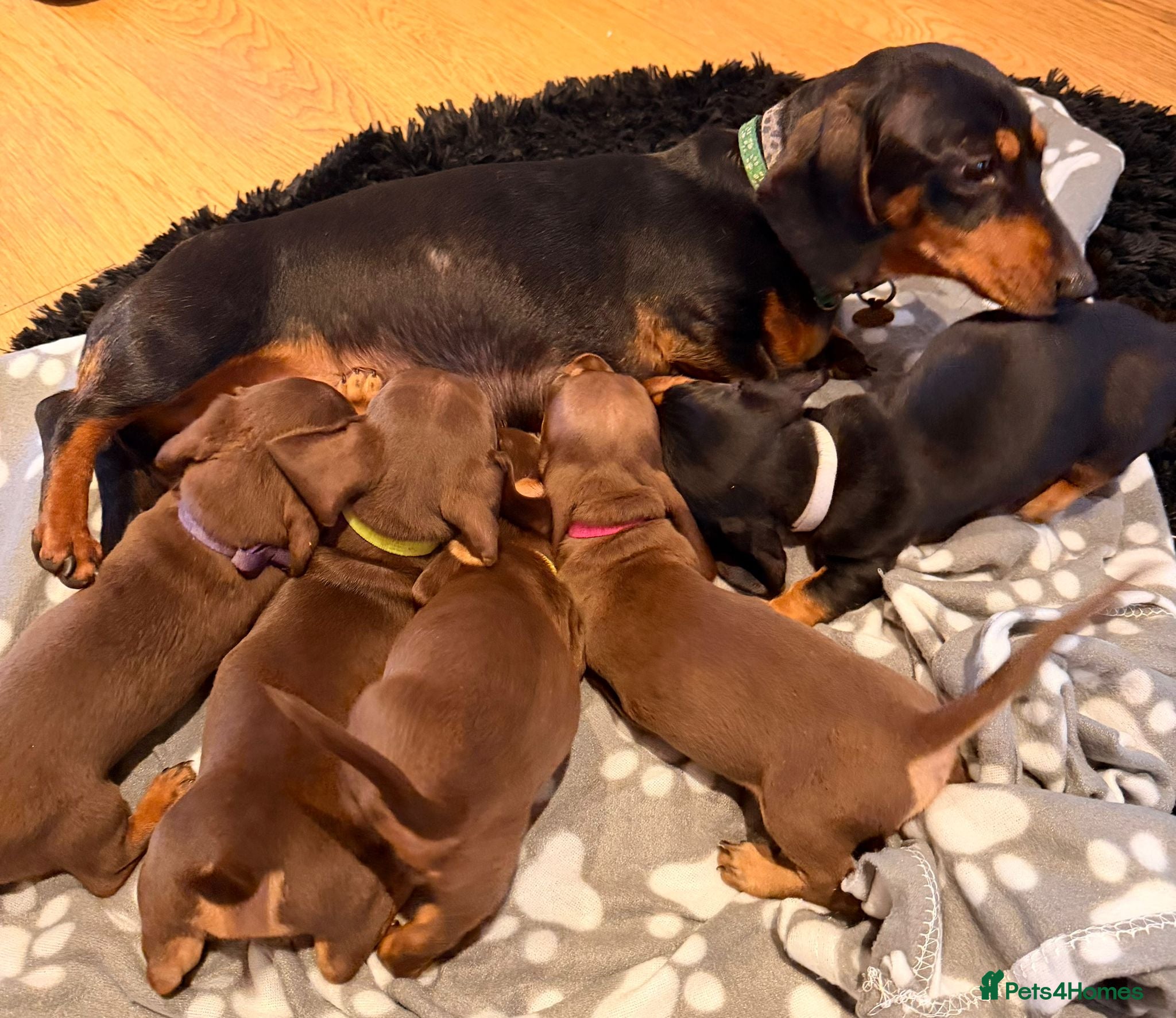 Miniature Dachshund dogs Miniature Dachshund male puppies - Advert 3