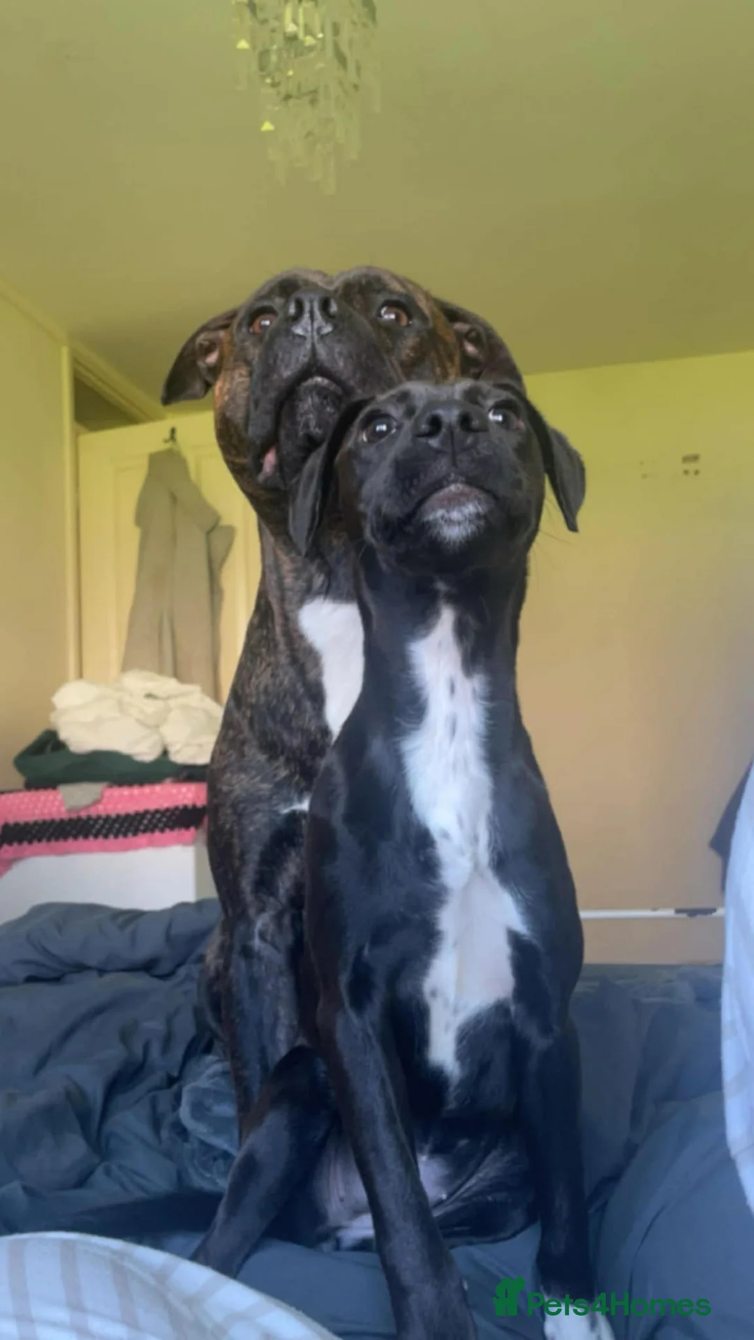 Mixed Breed dogs for sale: 7 month old staffy cross female - Advert 1