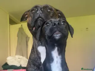 Mixed Breed dogs 7 month old staffy cross female - Advert 2