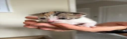 Domestic Shorthair cats for sale: 1x female tri coloured kitten - Advert 5