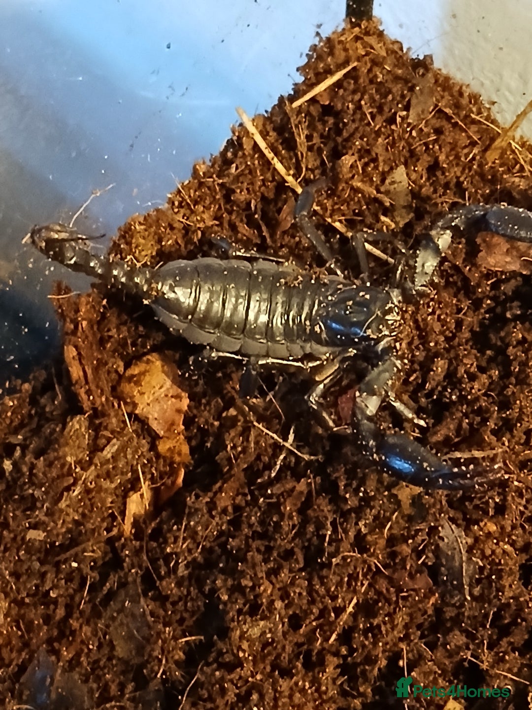 Scorpions invertebrates for sale: Thai forest scorpion juvenile sex unknown  - Advert 1