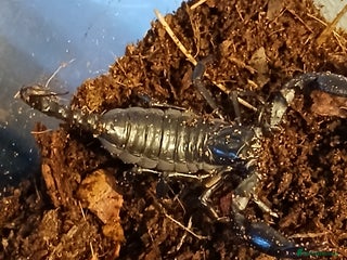 Scorpions invertebrates Thai forest scorpion juvenile sex unknown - Advert 7