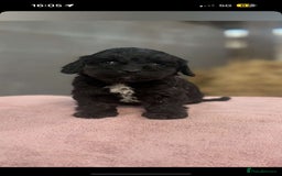 Cockapoo dogs for sale: Cockerpoo pups  - Image 3