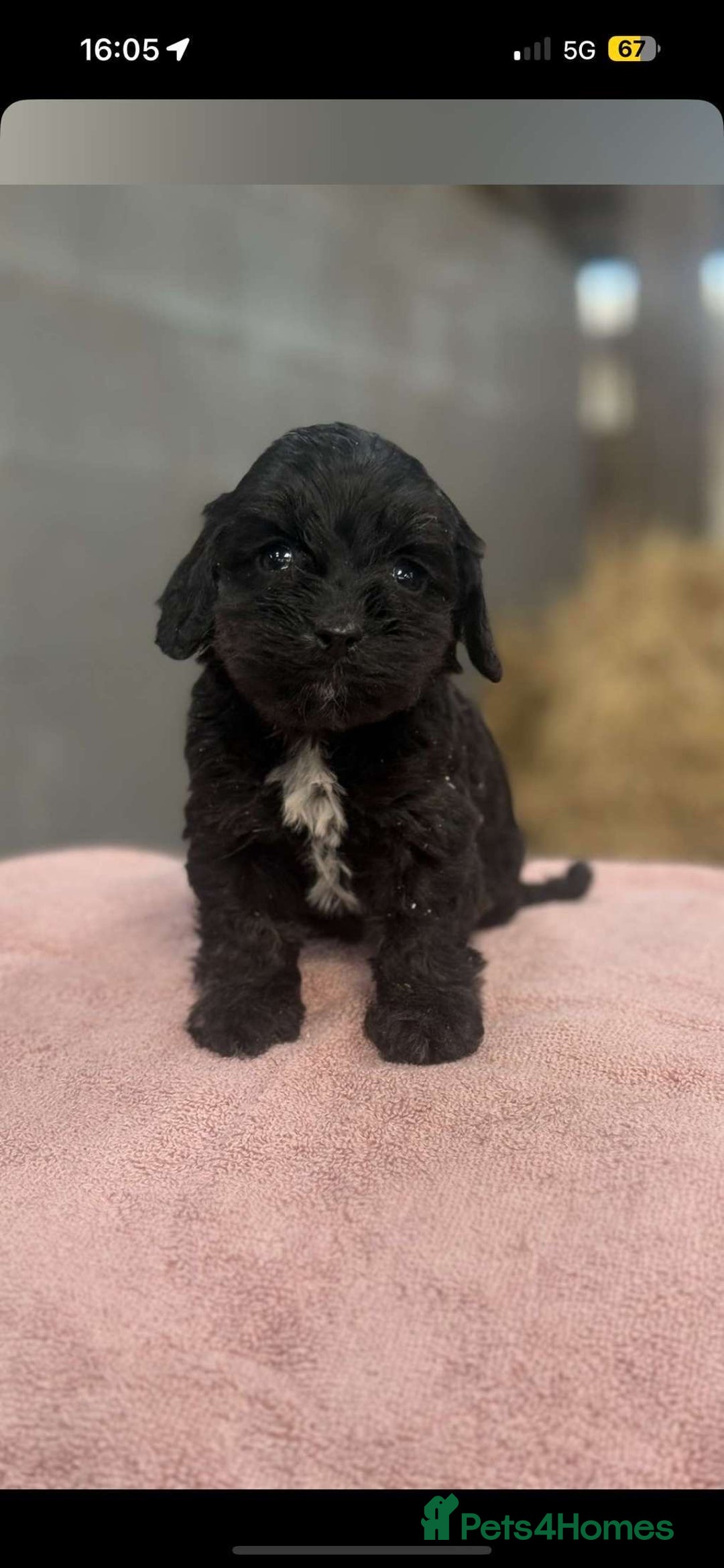 Cockapoo dogs for sale: Cockerpoo pups  - Image 3