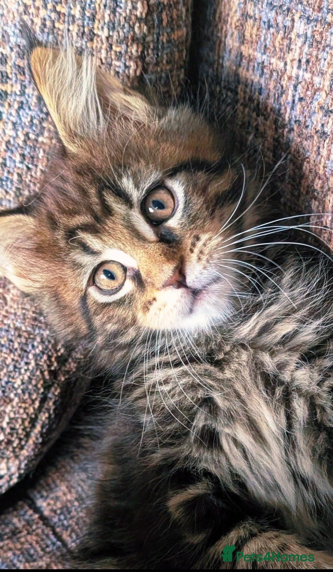 Maine Coon cats Chunky Maine Coons  - Advert 1