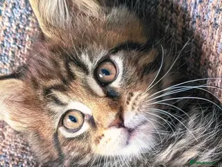 Maine Coon cats Chunky Maine Coons - Advert 1