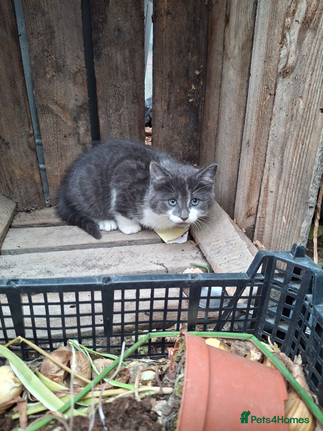 Mixed Breed cats for sale: Grey kittens  - Advert 17