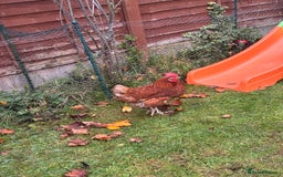 Chickens poultry for sale: x 8 Egg laying chickens  - Image 13