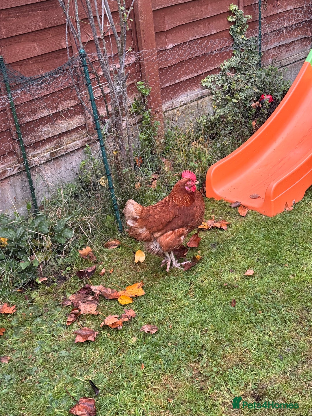 Chickens poultry for sale: x 8 Egg laying chickens  - Image 13