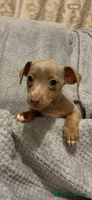 Jack Russell dogs - Advert 5