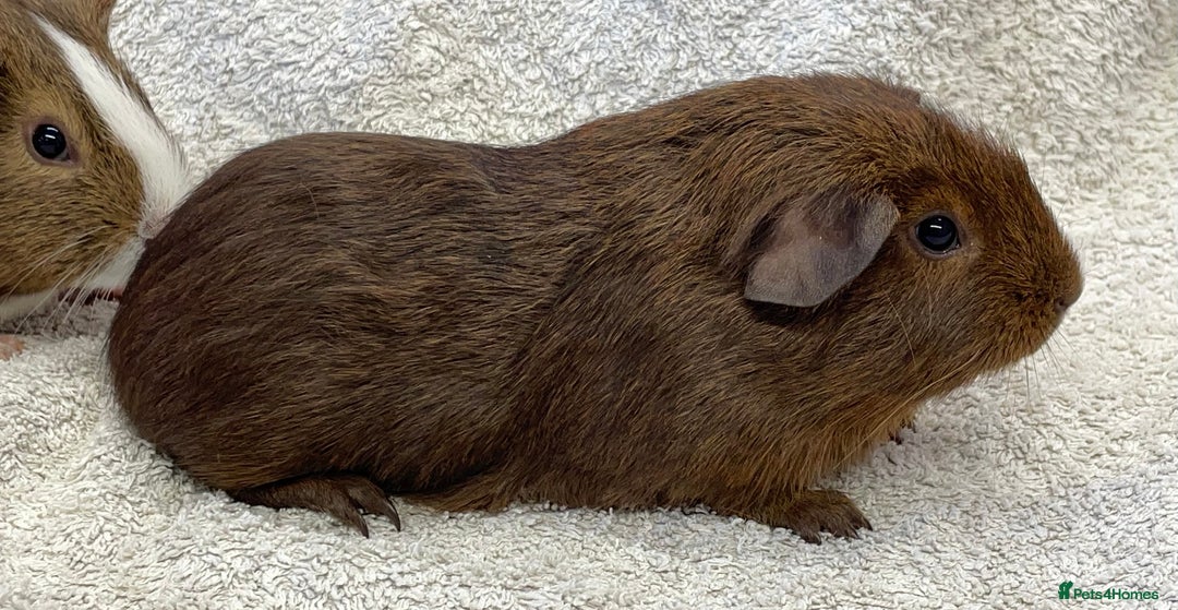 Guinea Pig rodents for sale: Guinea Pigs bonded pair ready to go  - Image 6