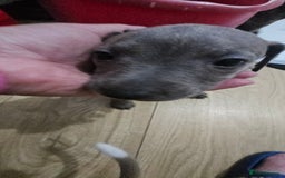 Whippet dogs for sale: Whippet puppies  - Image 5