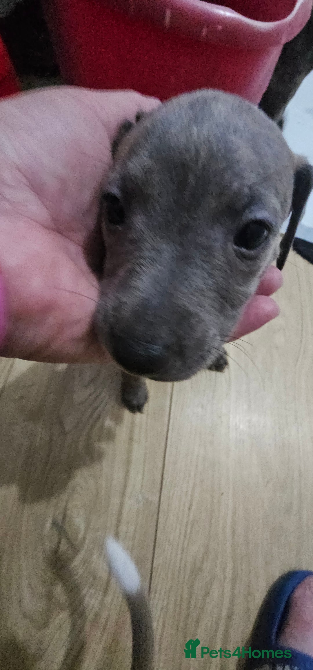 Whippet dogs for sale: Whippet puppies  - Image 5