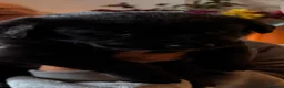 Sheprador dogs for sale: 2 shepador puppies ready end of August in Kirkliston - Advert 5