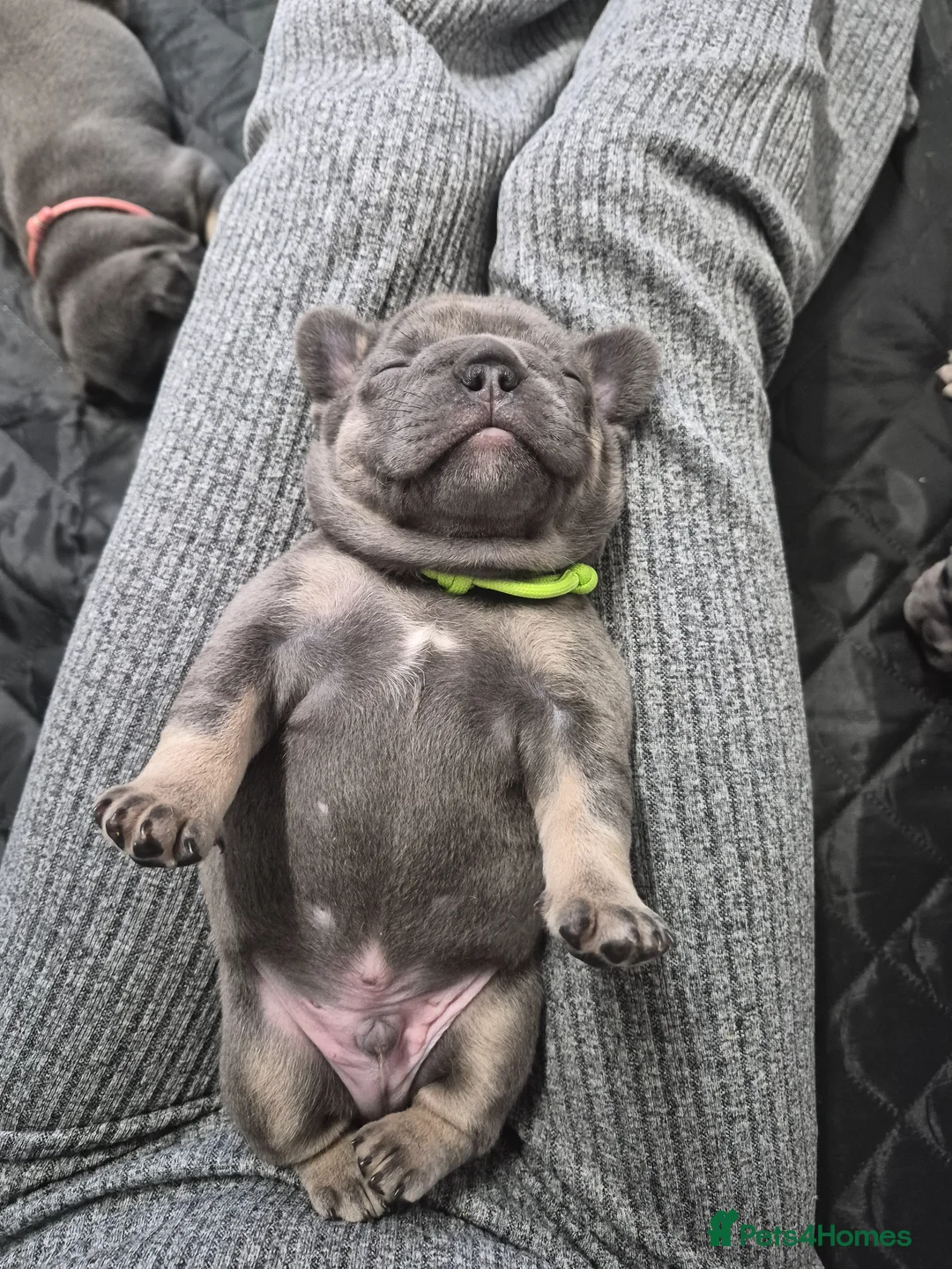 French Bulldog dogs for sale: Male and female lilac and tan french bulldog  - Advert 16
