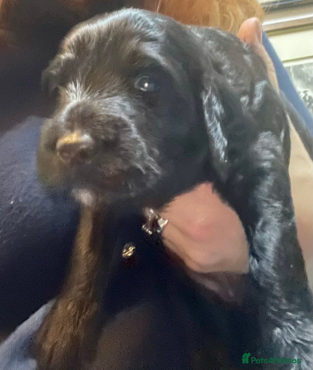 Mixed Breed dogs for sale: Irish doodle x Poodle Pointer puppies. Stunning!!! - Image 6