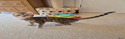 Bengal cats for sale: Stunning Pedigree Bengal Kittens - Advert 5