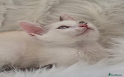 Siamese cats for sale: Kittens who are a bit special! Pedigree GCCF reg. - Image 2
