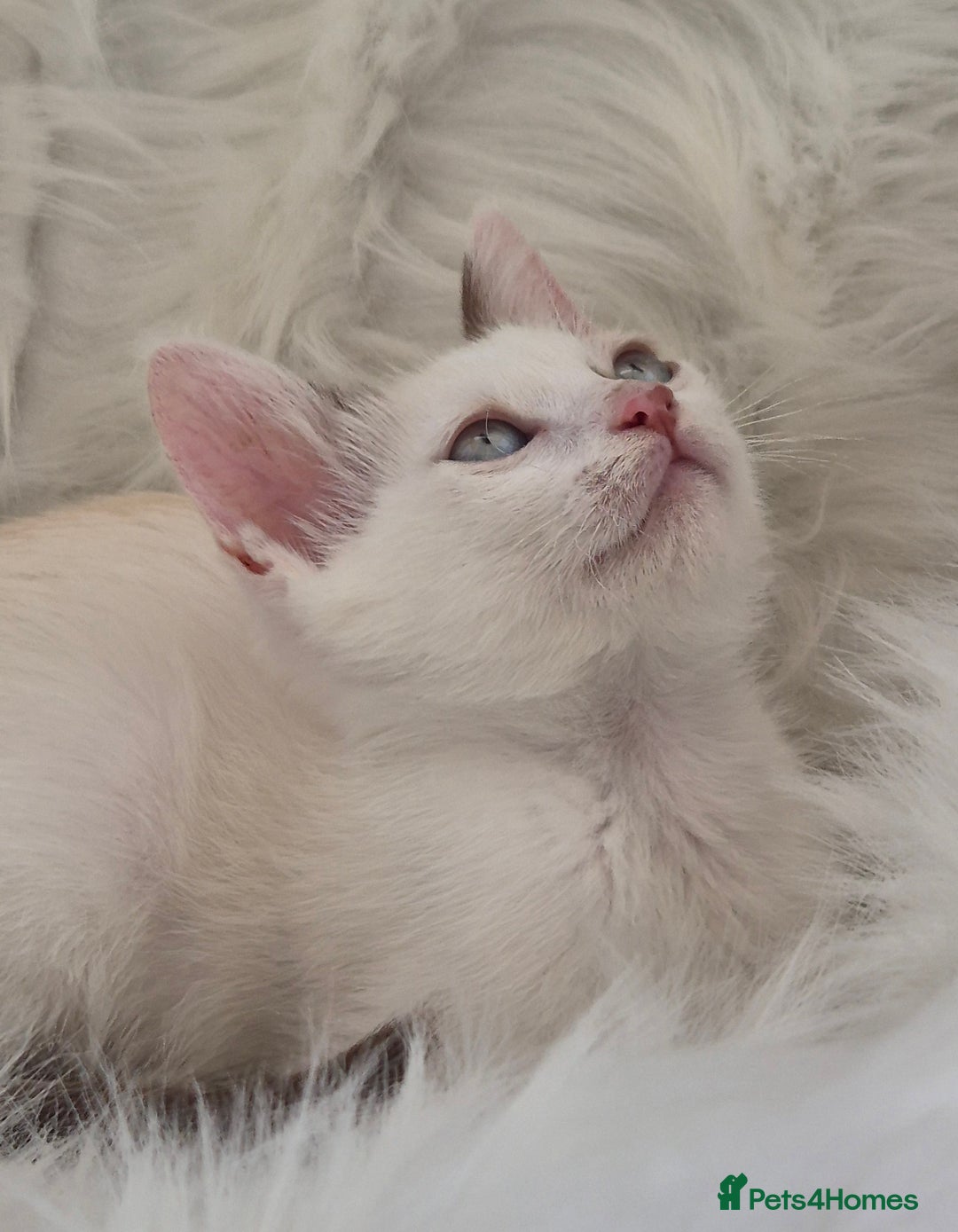 Siamese cats for sale: Kittens who are a bit special! Pedigree GCCF reg. - Image 2
