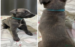 Whippet dogs for sale: Whippet puppies  - Image 28