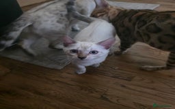 Bengal cats for sale: SNOW LYNX BENGAL KITTENS  - Image 10