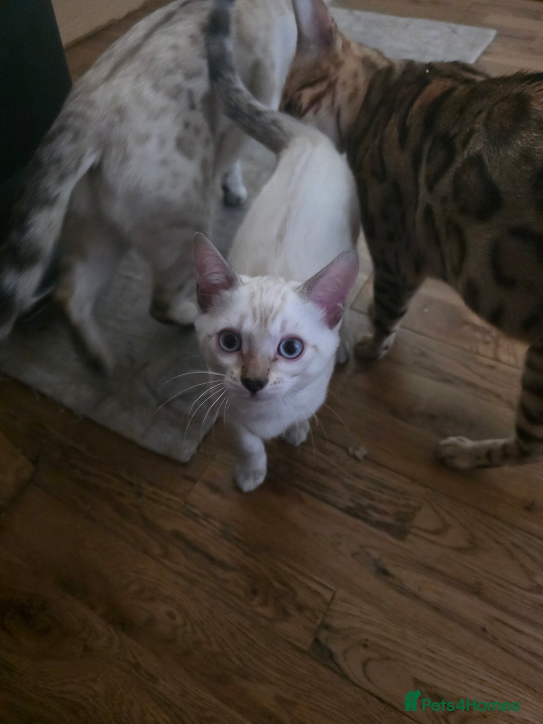 Bengal cats for sale: SNOW LYNX BENGAL KITTENS  - Image 10