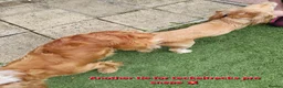 Cocker Spaniel dogs for stud:  Kc registered Cocker spaniel stud - Advert 7