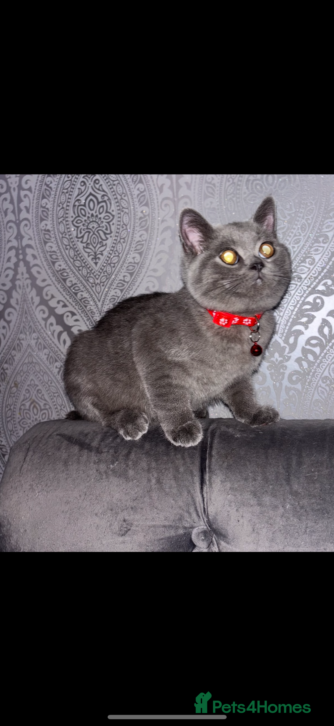 British Shorthair cats for sale: Blue British shorthair  - Image 10