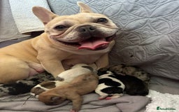 French Bulldog dogs for sale: 2 weeks and will be able to leave - Image 8
