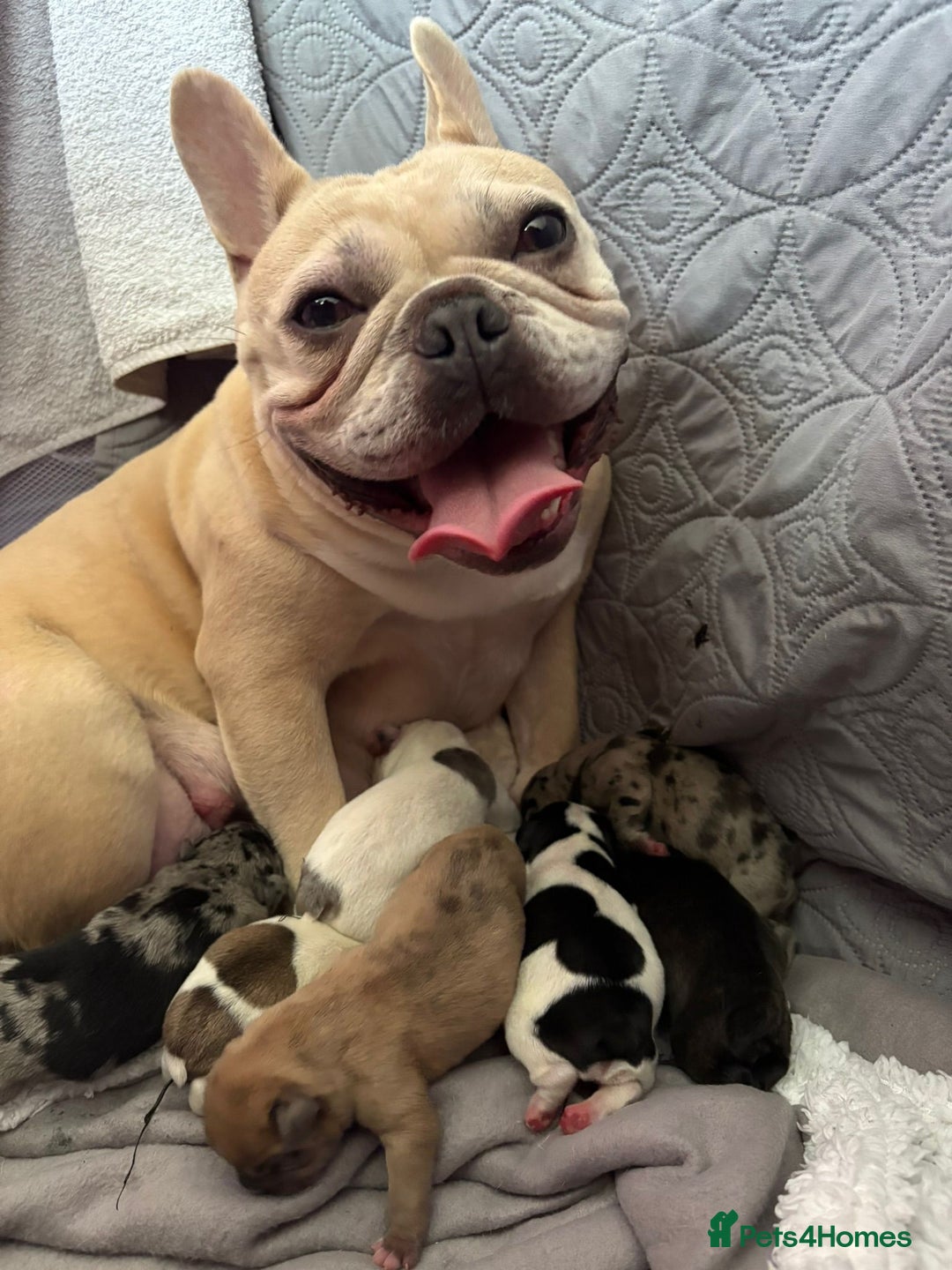 French Bulldog dogs for sale: 2 weeks and will be able to leave - Image 8